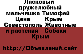 Ласковый, дружелюбный мальчишка Тимофей › Цена ­ 1 - Крым, Севастополь Животные и растения » Собаки   . Крым